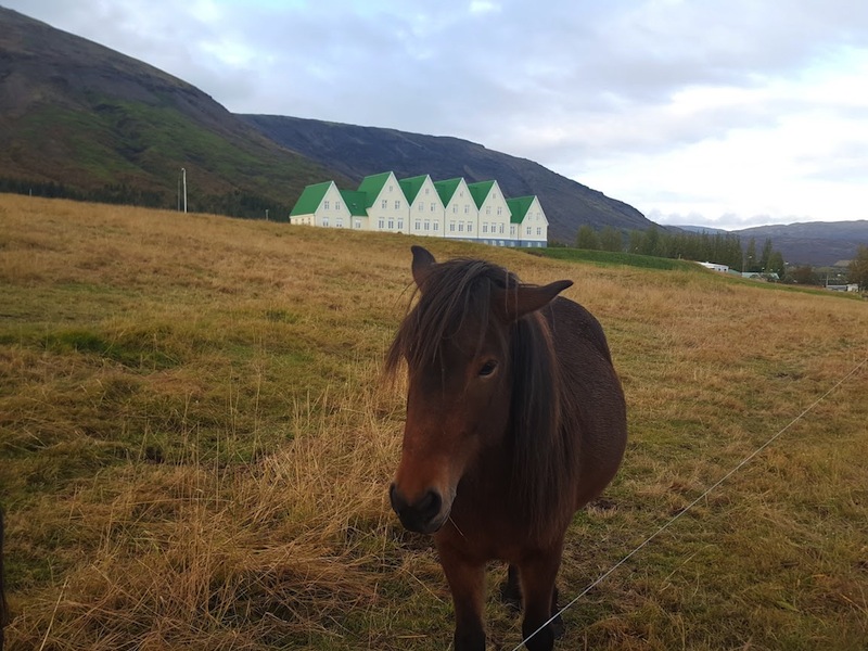 Hestur á túni fyrir utan héraðsskólann á Laugarvatni.