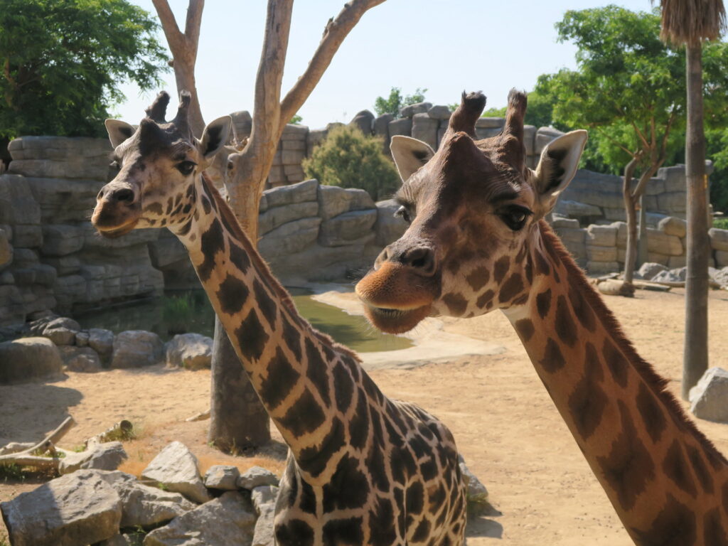 Tveir gíraffar í dýragarðinum í Barcelona.